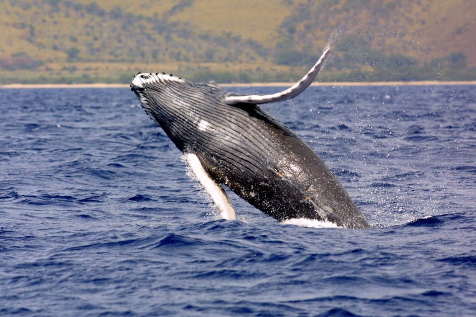 Kayak and Snorkel West Maui at Olowalu - How the 3.5-hour guided experience really plays out on the water