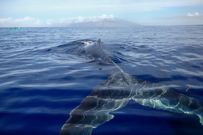 Kayak and Whale Watching Tour - Quick hits before you book