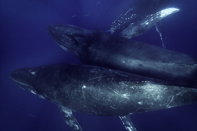 Kayak and Whale Watching Tour - Why kayaking with humpbacks in Maui is such a big deal
