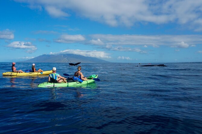 Kayak and Whale Watching Tour - Getting close safely: what guides like Chris and Kris do right