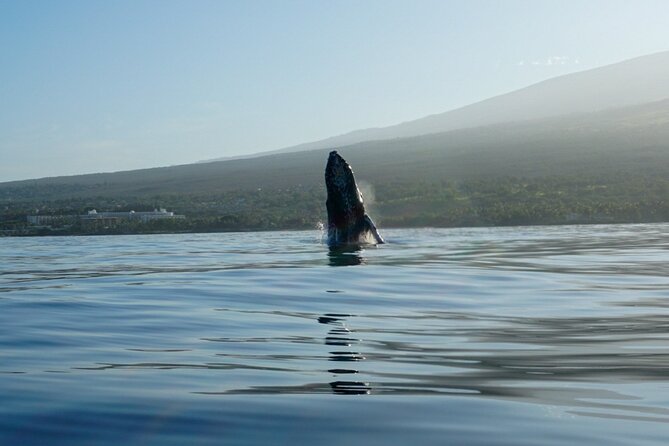 Kayak and Whale Watching Tour - Whale behavior you can actually notice from a kayak