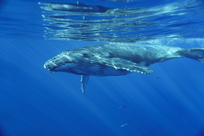 Kayak and Whale Watching Tour - What’s included (and what you’ll pay extra)