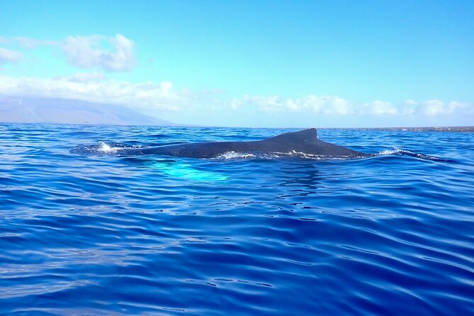 Kayak and Whale Watching Tour - Price and value: what you’re really paying $130 for