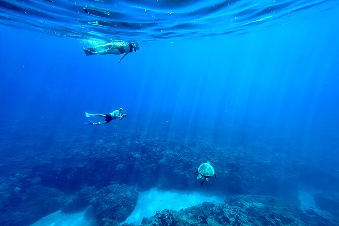 Kayak & Turtle Town Snorkel(Turtles Guaranteed) + Whale Watching - Tandem kayaking with a guide who keeps things simple