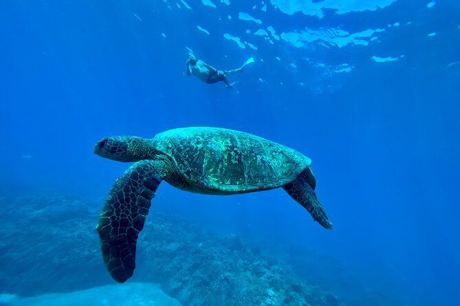 Kayak & Turtle Town Snorkel(Turtles Guaranteed) + Whale Watching - Equipment, photos, and what you’re really paying for