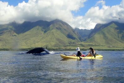 Kayak, Whale Watch and Snorkel - From Lahaina to Olowalu: what the first part feels like
