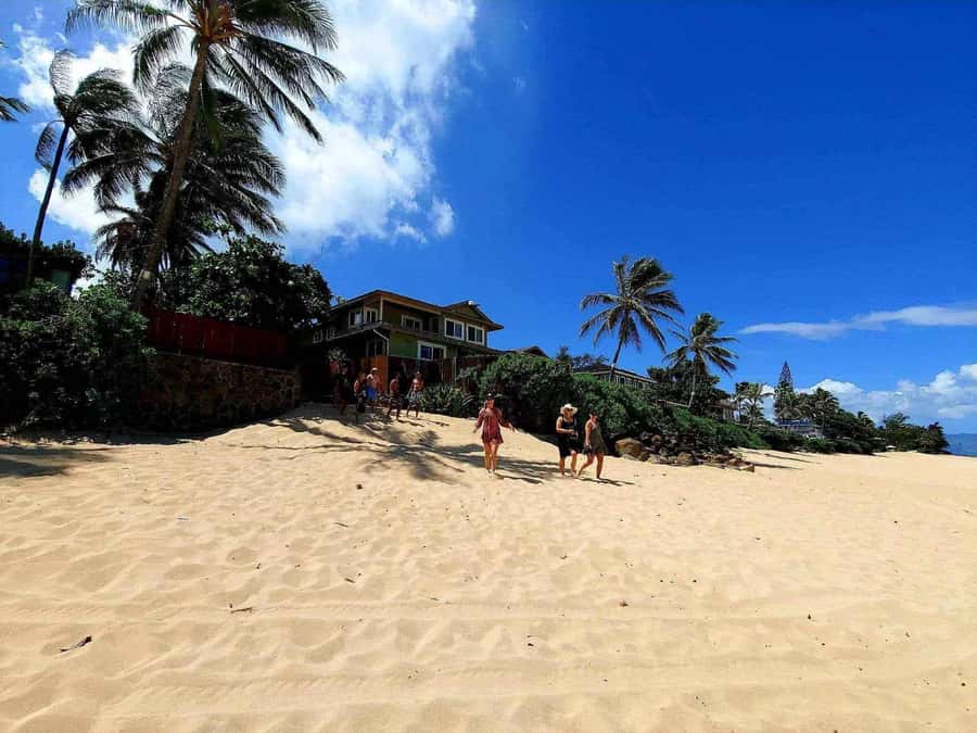 Kevo's Beach Bus - Turtle Beach Snorkel: Gear Included, Sea Turtles in Their Habitat