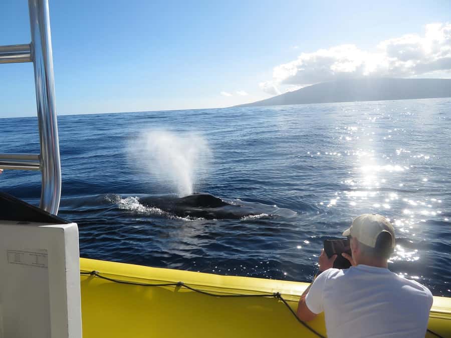 Lahaina: Day or Sunset Whale Watching Tour with Naturalist - Key highlights worth your time
