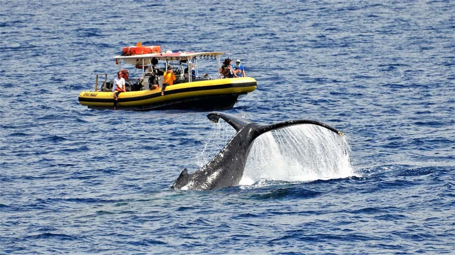 Lahaina: Day or Sunset Whale Watching Tour with Naturalist - The naturalist experience: what you’ll learn without a lecture vibe
