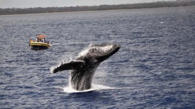 Lahaina: Day or Sunset Whale Watching Tour with Naturalist - How the raft changes what you see