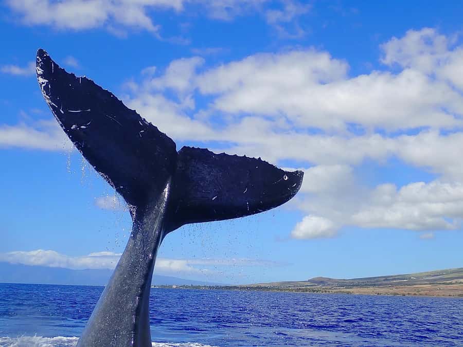 Lahaina: Day or Sunset Whale Watching Tour with Naturalist - Weather risk: why the tour stresses good conditions