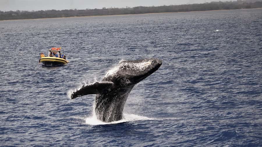 Lahaina: Day or Sunset Whale Watching Tour with Naturalist - How the raft changes what you see