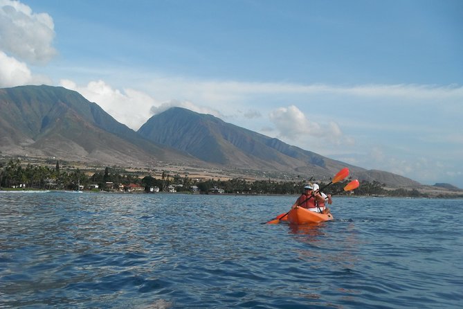 Lahaina Kayak and Snorkel Excursion - The wildlife part: what you can actually look for