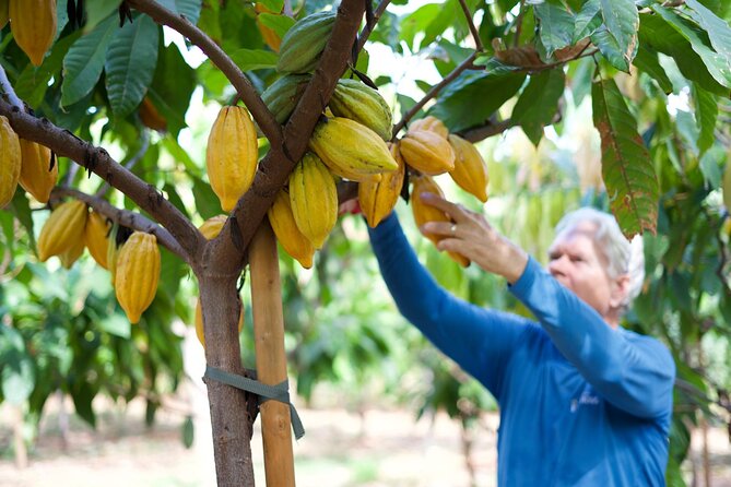 Lahaina: Maui Ku'ia Estate Guided Cacao Farm Tour and Tasting - Key things that make this tour worth it