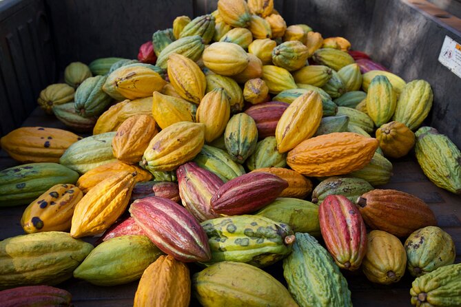 Lahaina: Maui Ku'ia Estate Guided Cacao Farm Tour and Tasting - The treehouse tasting of nine chocolates: where you taste the story