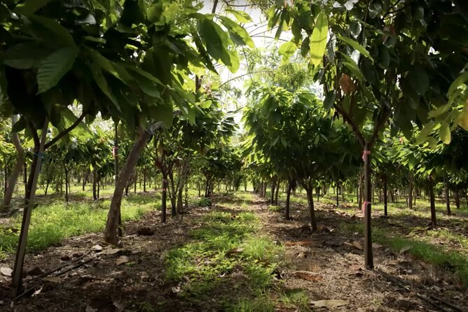 Lahaina: Maui Ku'ia Estate Guided Cacao Farm Tour and Tasting - Price and value: $99.48 for chocolate plus a real farm walk