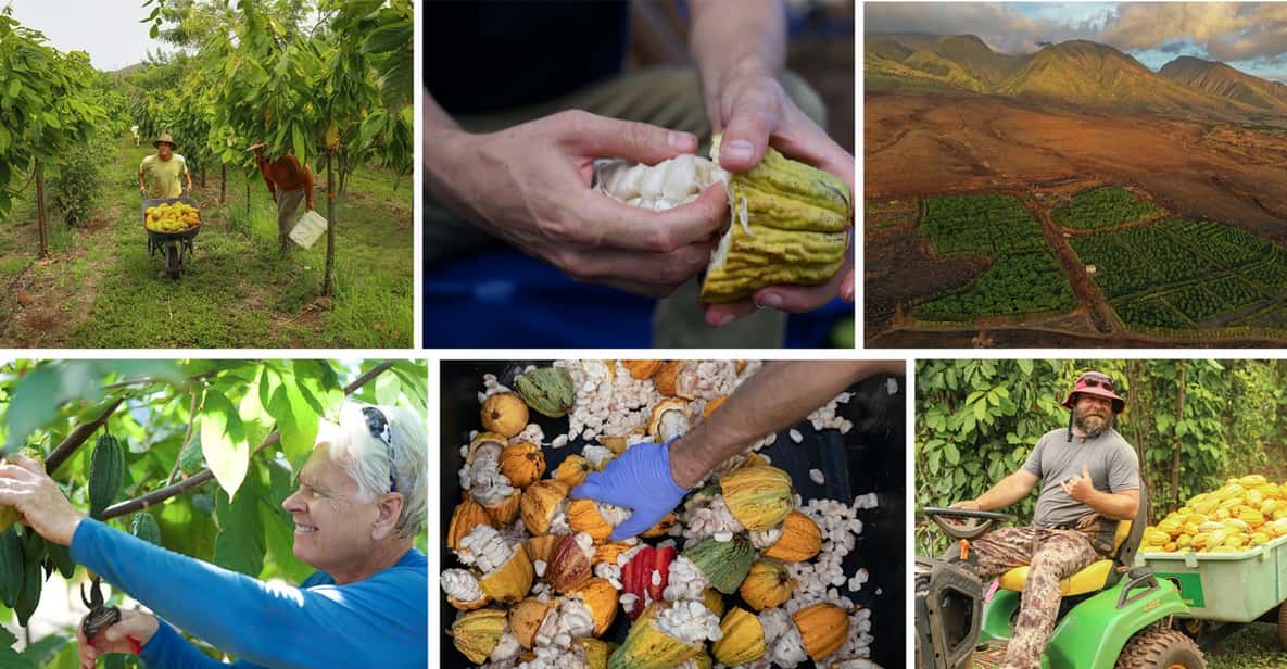 Lahaina: Maui Ku'ia Estate Guided Cacao Farm Tour & Tasting - A short van ride that sets up the cacao estate visit