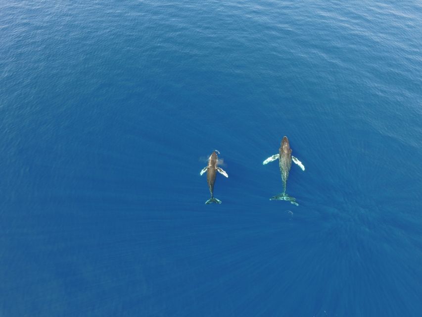 Lahaina: Private Sunset Sailing Trip & West Maui Mountains - Onboard food and drinks: simple, correct, and actually enjoyable
