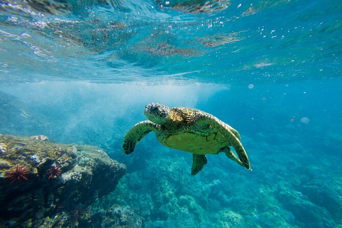 Lāna'i Coast Snorkel and Sail - Key Highlights Worth Booking