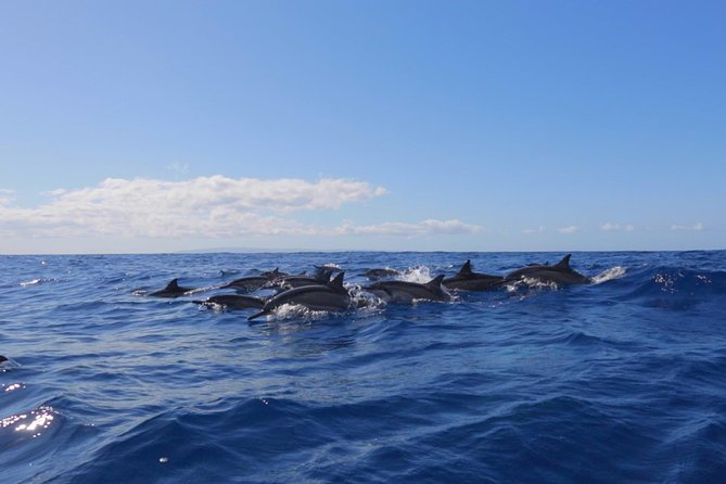 Lanai Deluxe Dolphin Adventure & 3 Snorkel Sites - Who This Tour Fits Best (and who should pick something else)