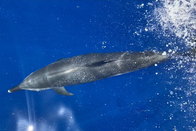 Lana'i Snorkel And Dolphin Quest with Maui Turtle Spot Tour - Key things to know before you go