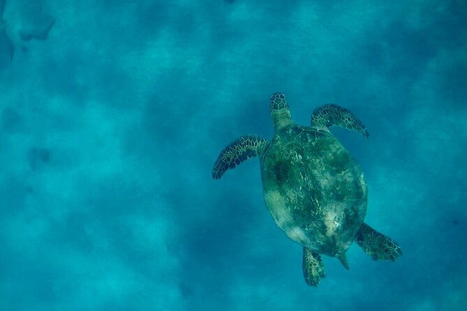 Lana'i Snorkel And Dolphin Quest with Maui Turtle Spot Tour - Dolphin Quest time: wildlife scanning near Lanai