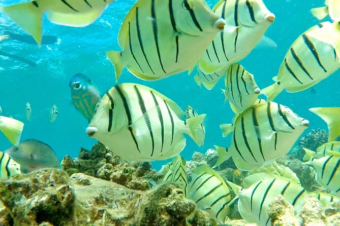 Lana'i Snorkel And Dolphin Quest with Maui Turtle Spot Tour - The second snorkeling spot along West Maui: more fish, more chances