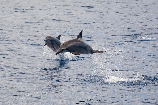 Lanai Snorkel and Dolphin Watch from Maalaea - Stop at Lanai reefs: what you’re really looking at for 90 minutes