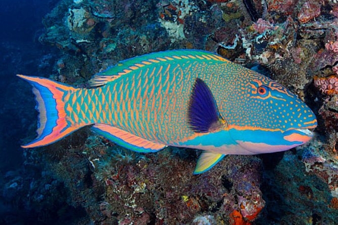 Lanai Snorkeling Half Day with Sea Scooter - Sea Scooter Basics: Who It’s For and What You Must Be Ready For