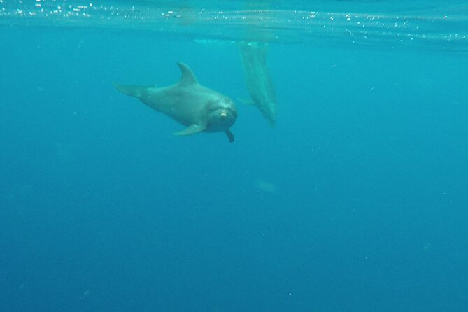 Lanai Snorkeling Half Day with Sea Scooter - What to Bring and Wear for a Smooth Day