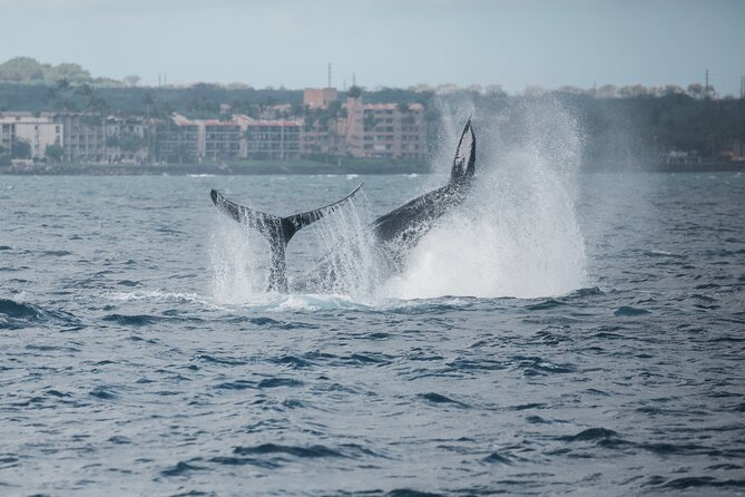 Luxury Catamaran Whale Watch - The marine naturalist part: how narration makes sightings click