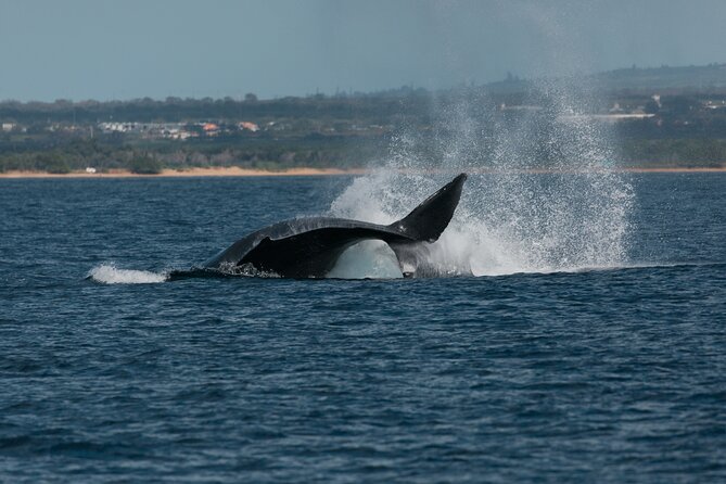 Luxury Catamaran Whale Watch - Price and value at $119: when this is a smart buy