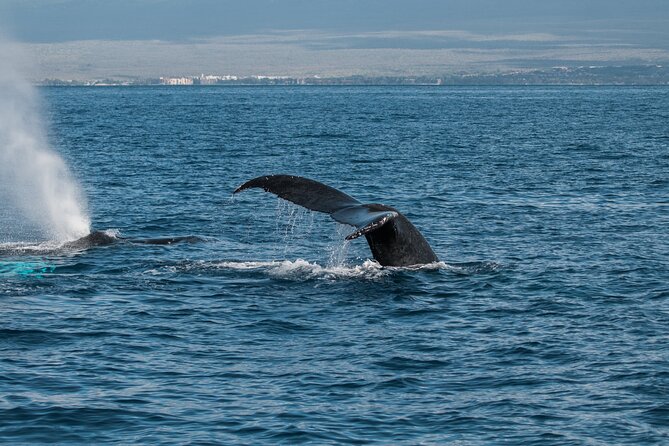Luxury Catamaran Whale Watch - Comfort and motion: decks, shaded cabin, restrooms, and the step onto the boat
