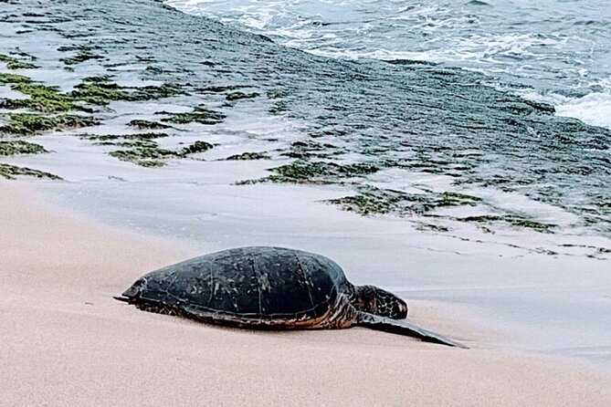 Luxury Oahu Island Tour, Private and Customizable (4 adults max) - A private Oahu loop you can steer