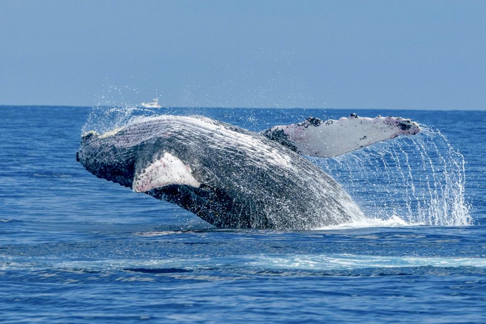 Ma'alaea Harbor: Whale Watching Tour Aboard Power Catamaran - Key Points You’ll Actually Care About