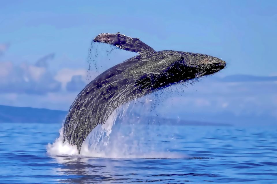 Ma'alaea Harbor: Whale Watching Tour Aboard Power Catamaran - Stop-by-Stop: From Boss Frog’s to Maalaea Bay and Back