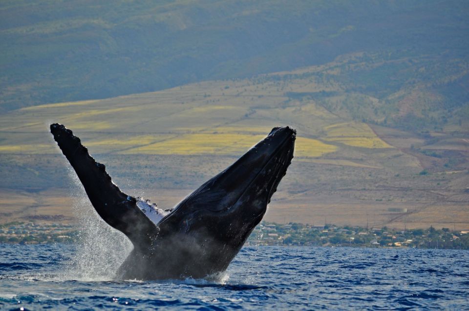 Ma'alaea Harbor: Whale Watching Tour Aboard Power Catamaran - What You’ll Most Likely See in Whale Season (and Why “Learning” Helps)