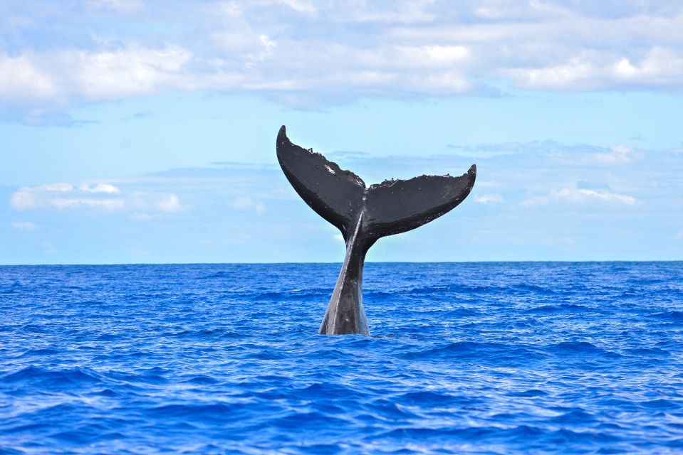 Ma'alaea Harbor: Whale Watching Tour Aboard Power Catamaran - Comfort, Cameras, and the Reality of Seating