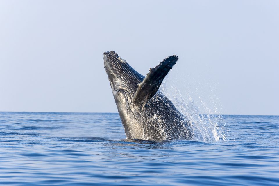 Ma'alaea Harbor: Whale Watching Tour Aboard Power Catamaran - Price and Value: Why $50 Can Feel Like a Deal in Maui