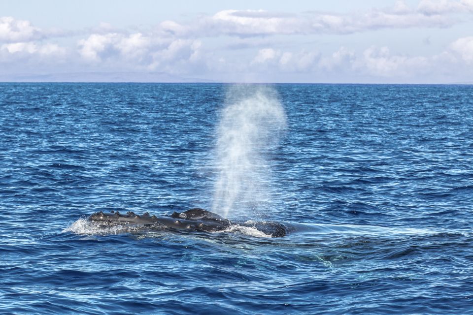 Ma'alaea Harbor: Whale Watching Tour Aboard Power Catamaran - Practical Notes Before You Go (Small Things That Save Big Headaches)