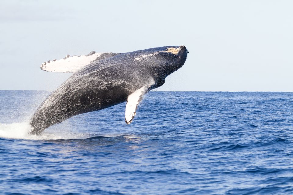 Ma'alaea Harbor: Whale Watching Tour Aboard Power Catamaran - The Captain’s Whale Notes: What the Narration Helps You Spot