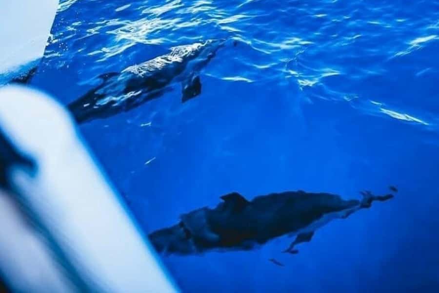 Maalaea: West Maui Snorkeling & Sailing Day Trip with Lunch - Maalaea Harbor start: simple meet-up, full day on the water
