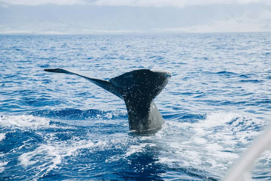 Maalaea: West Maui Snorkeling & Sailing Day Trip with Lunch - Safety and staff: the crew is a big part of the value