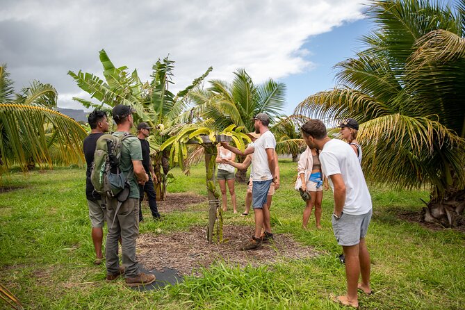 Macnut Tour, Picnic lunch and Maui Bees - What the 2-Hour Walk and Hydroponic Greenhouse Tour Really Includes