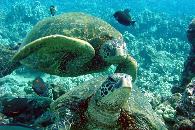 Makena Turtle Town Eco Adventure in Maui - Small-group kayaking that keeps you close to the action