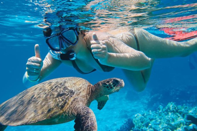 Makena Turtle Town Eco Adventure in Maui - What you might see besides turtles (and why the guide matters)