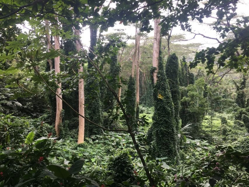 Manoa Falls eBike to Hike - The Waikiki bike ride: you get the overview before the rainforest