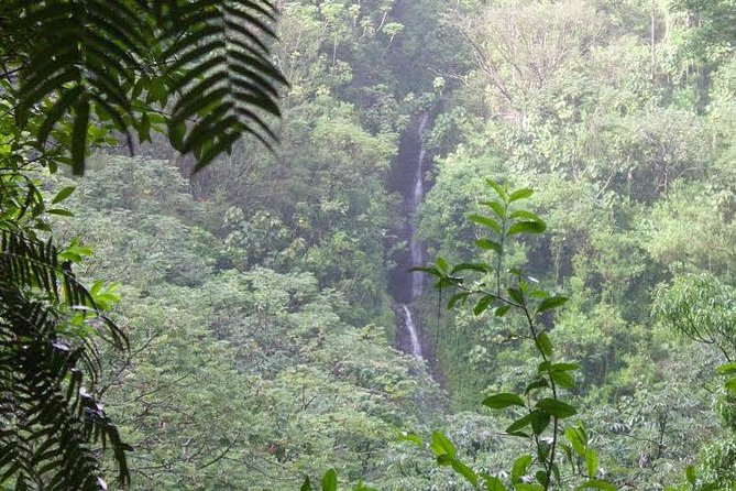 Manoa Falls Rainforest & Self-Guided Hike - 5 things that make this Manoa Falls hike worth your time