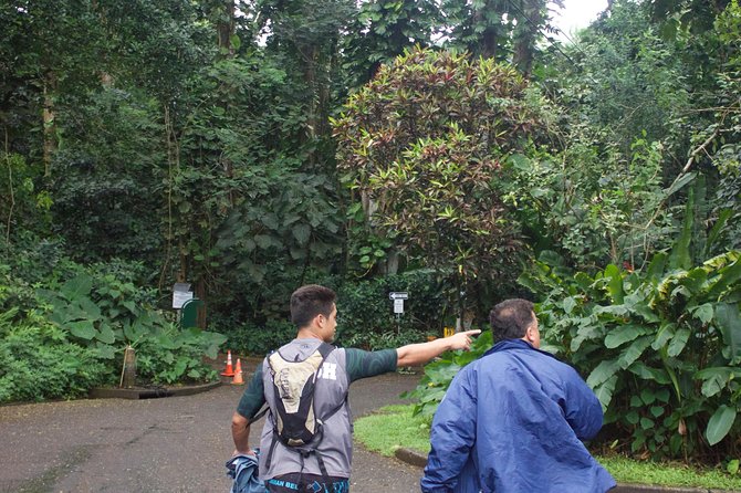 Manoa Falls Rainforest & Self-Guided Hike - Manoa Falls self-guided: freedom with just enough structure
