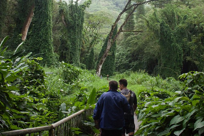 Manoa Falls Rainforest & Self-Guided Hike - What’s provided: water, bug spray, walking sticks, and the safety reminders that matter